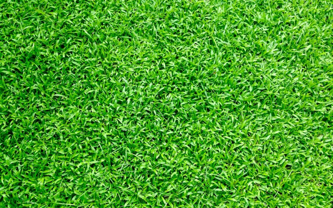 Rullegræs – En praktisk og hurtig løsning til en smuk græsplæne